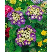 Pflanzen für Dich Gehölze Hydrangea macrophylla Frisbee Hot Pink, 1 St., Bauernhortensie, Gartenhortensie