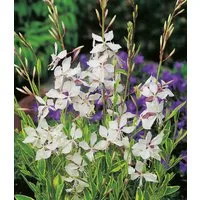 BALDUR Garten Staude Prachtkerze - Gaura 'Weiß', 4 St., Schmetterlings-blüten, winterhart, pflegeleicht