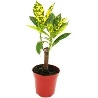 Exotenherz Zimmerpflanze Mini-Pflanze Croton Codiaeum Wunderstrauch im 5,5cm Topf