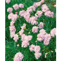 Pflanzen für Dich Staude Dianthus plum. Altrosa, 1 St., Federnelke, Gartennelke
