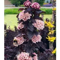 BALDUR Garten Zierstrauch Physocarpus Fasanenspiere 'Panther®' im 3-Liter XL Topf, 1 St., Blasenspiere, winterhart, mehrjährig, pflegeleicht