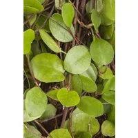 Pflanzen für Dich Bodendecker Muehlenbeckia axillaris, 1 St., Mühlenbeckie, Drahtstrauch, kriechend, immergrün