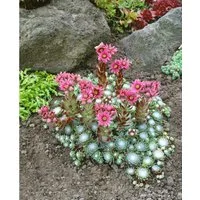 Pflanzen für Dich Staude Sempervivum arach. Rheinkiesel, 1 St., Spinnweb-Hauswurz, Dachwurz