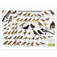 Posterlounge Wandbild Einheimische Gartenvögel, Planet Poster Editions, erhältlich als Poster, Leinwandbild, Wandsticker oder Acrylglasbild