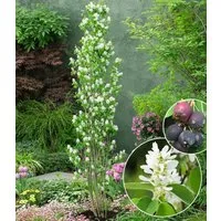 BALDUR Garten Zierstrauch Felsenbirne Amelanchier 'Obelisk®', im 3-Liter XL-Topf, 1 St., Felsenbirnen, winterhart, mehrjährig, pflegeleicht