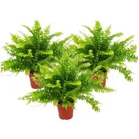 Exotenherz Zimmerpflanze Nephrolepis, 3er Set Schwertfarn 12cm