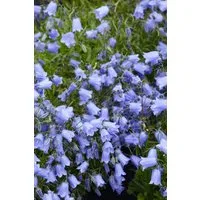 Pflanzen für Dich Staude Campanula coch. Bavaria Blue, 1 St., Bayerische Glockenblume