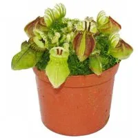 Exotenherz Zimmerpflanze Fleischfressende Pflanze Cephalotus follicularis - 9cm Topf - Rarität