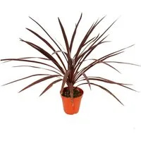Exotenherz Gemüsepflanze Rote Keulenlilie Cordyline australis Red Star 12cm Topf ca. 50cm hoch