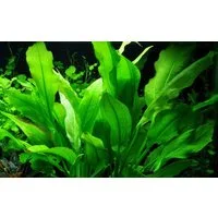 Aquaone Wasserpflanze Aquarium Pflanze Echinodorus bleheri im Topf Topf Nr.371