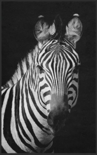 Fussmatte Zebra 7769 | Größe: 60 cm x 90 cm