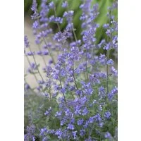 Pflanzen für Dich Staude Nepeta faassenii Alba, 1 St., Katzenminze, Weißblühende Katzenminze