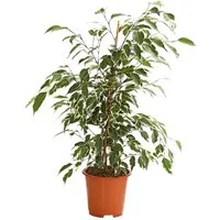 Dehner Zimmerpflanze Birkenfeige Forever, Ficus benjamina, verschiedene Farben, wuchsfreudige Zimmerpflanze mit luftreinigender Wirkung