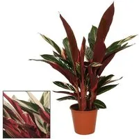 Exotenherz Zimmerpflanze Schattenpflanze ausgefallenem Blattmuster Calathea triostar 14cm Topf