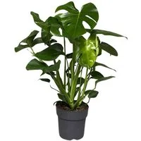 meinvipshop Zimmerpflanze Monstera deliciosa 40cm Zimmerpflanze, 50cm hoch