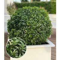 BALDUR Garten Zierstrauch Euonymus 'Green Empire®', 1 St., Dunkelgrün, immergrün, winterhart, mehrjährig, pflegeleicht