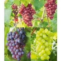 BALDUR Garten Obstpflanze Kernlose Tafel-Trauben-Kollektion, 3 St., Selbstbefruchtend, winterhart, mehrjährig, pflegeleicht