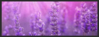 Küchenteppich Lavendel 4436 | Größe: 75 cm x 120 cm