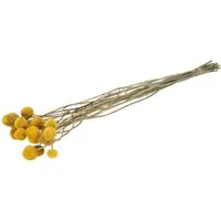 Trockenblume Craspedia globosa getrocknet im Bund mit 10 Stiele Trockenblumen, NaDeco