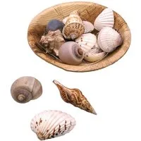 Logbuch-Verlag Dekofigur Muscheln in runder Schale 13x13x5 cm – Naturdeko ca. 90g echte