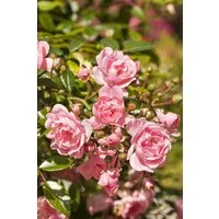 Pflanzen für Dich Rose Rosa 'The Fairy'