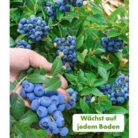 BALDUR Garten Obstpflanze Trauben-Heidelbeere 'Reka® Blue', 1 St., Kultur-heidelbeere, winterhart, mehrjährig, pflegeleicht