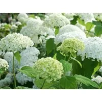 Garten von Ehren Zierstrauch Hydrangea arborescens Annabelle, Containerware, 40-60 cm hoch