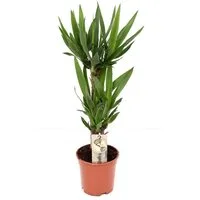 meinvipshop Zimmerpflanze Yucca Palme XXL 90cm