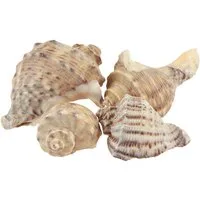 Posiwio Bastelnaturmaterial Maritime Schneckenhäuser für Dekoration und Bastelideen