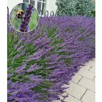 BALDUR Garten Staude Lavendel 'Phenomenal®', 3 St., Duftlavendel, robust, winterhart, mehrjährig, pflegeleicht