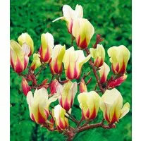 BALDUR Garten Zierstrauch Magnolie 'Sunrise', 1 St., Magnoliengewächs, winterhart, mehrjährig, pflegeleicht
