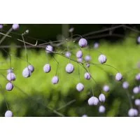 Pflanzen für Dich Staude Thalictrum delavayi, 1 St., Wiesenraute, Chinesische Wiesenraute
