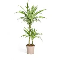 Exotenherz Zimmerpflanze Drachenbaum Drachenlilie Dracaena deremensis White Stripe
