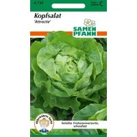 SAMEN PFANN Gemüsesamen Kopfsalat, Attraktion - Saatgut Salat-Samen Samen, Lactuca sativa