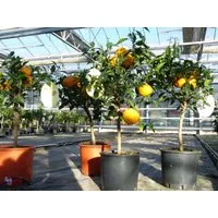 gruenwaren jakubik Zitronenbaum Citrus Yuzu 70 - 80 cm, Zitronenbaum Zitrone, japanische Zitrone