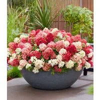 BALDUR Garten Zierstrauch Niedrige Hortensie 'Groundbreaker® Ruby®', 1 St., Üppige blüte, reichblühend,winterhart, mehrjährig