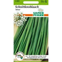 SAMEN PFANN Kräutersamen Schnittknoblauch, Shiva - Gewürz Saatgut Schnittlauch-Samen, Allium tuberosum