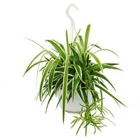 Exotenherz Zimmerpflanze Chlorophytum, Grünlilie, Ampelpflanze 15cm Topf