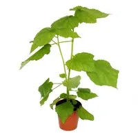 Exotenherz Zimmerpflanze Zimmerlinde - Sparmannia africana - 17cm Topf