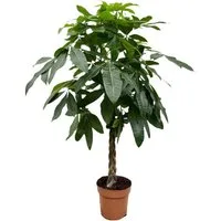 Florora Zimmerpflanze Pachira Aquatica - Glückskastanie - 180 cm – Topf ab Ø30 cm
