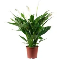 Flowerbox Zimmerpflanze Einblatt 4-8 Blüten/Knospen - Spathiphyllum, - Höhe ca. 70 cm, Topf-Ø 17 cm