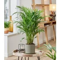 BALDUR Garten Zimmerpflanze Areca Palme ca. 35-45 cm, 1 St., Goldfruchtpalme, schnell wachsend, pflegeleicht