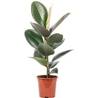 Flowerbox Zimmerpflanze Gummibaum - Ficus elastica 'Robusta', pflegeleicht - Höhe ca. 50 cm, Topf-Ø 17 cm