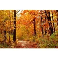 Papermoon Fototapete Autum Forest, glatt