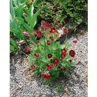 Pflanzen für Dich Staude Pulsatilla vulg. Rubra, 1 St., Küchenschelle, Kuhschelle, Gewöhnliche Kuhschelle