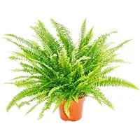 Exotenherz Zimmerpflanze Nephrolepis, Schwertfarn 17cm Topf