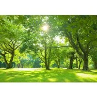 Wallarena Fototapete Wald Sonne - Mehrfarbig - Modern - Vlies - Wohnzimmer, glatt, 104x70cm