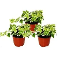 Exotenherz Zimmerpflanze Hedera helix 3er Set weißbuntes Laub 9cm Topf