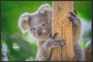 Fussmatte Koala 4516 | Größe: 60 cm x 45 cm
