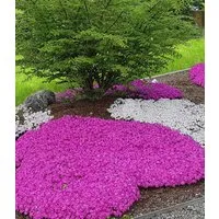 BALDUR Garten Bodendecker Teppichphlox 'Emerald Pink', 9 St., Polsterstauden, duftend, reichblühend, genügsam, winterhart
